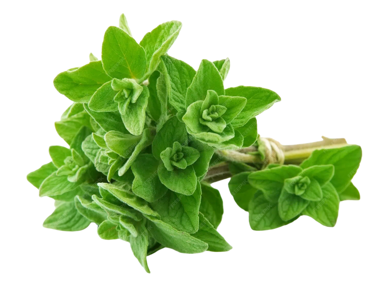 Oregano