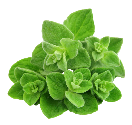 Oregano